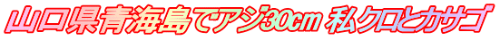 山口県青海島でアジ30㎝ 私クロとカサゴ